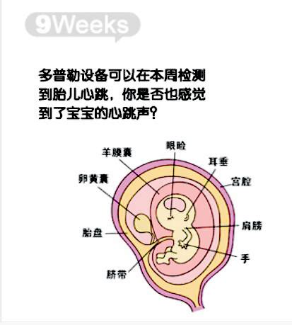 怀孕5周胎儿怎样形成的