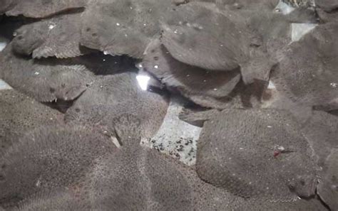 有人說多寶魚有毒,誰因為吃多寶魚中過毒,還致癌?可笑之談,因為你