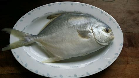 華南黃花魚和金昌魚多少錢一斤?