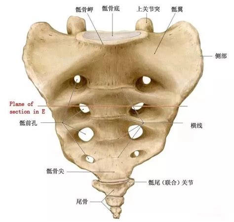 女士骶骨骨折休息多久