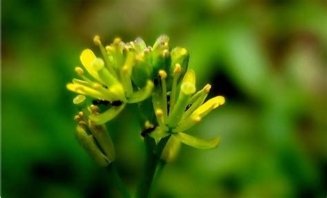 花菜的花语是什么