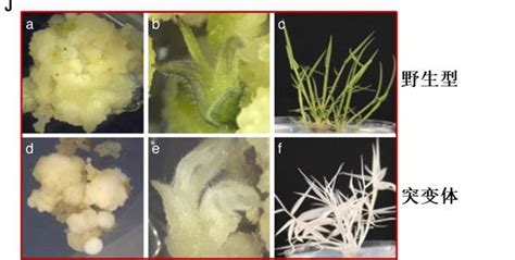 在北方(东北或者河北)适合大片的栽种竹子吗?栽那种麻竹、毛竹之类的,几年可以成材?竹笋好卖吗?