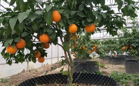 盆栽橘子的办法