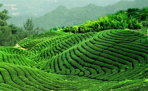 图解武夷岩茶的生长环境