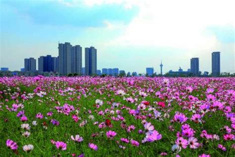 南通哪有花卉市场?