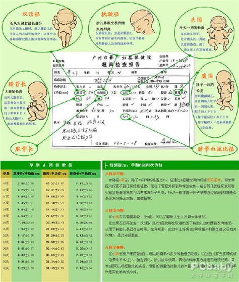 胎儿b超缩写对照表