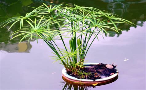 水竹的养殖方法和注意事项有哪些