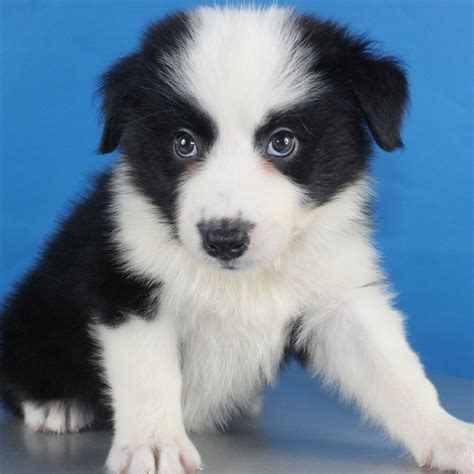 什么是边境牧羊犬,宠物边境牧羊犬的习性特征与喂养等介绍