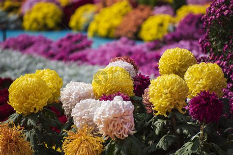 菊花的颜色、气味、样子、特点