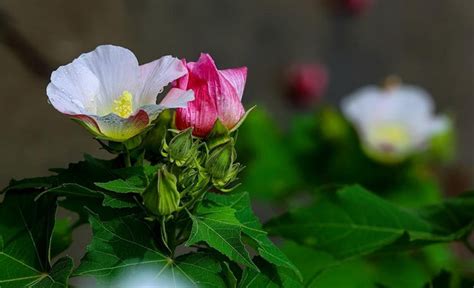 芙蓉是什么颜色的