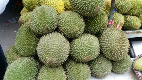 榴蓮樹多久可以開花結(jié)果