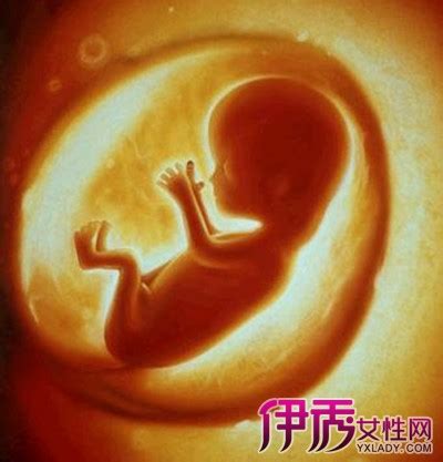 孕6个月胎儿图片