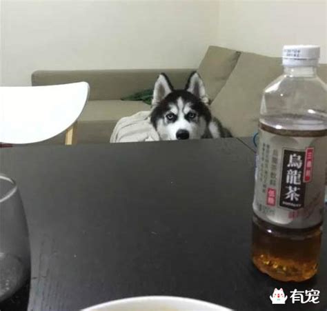 “哈士奇”汪雨恒_我的同学作文700字【优秀5则】