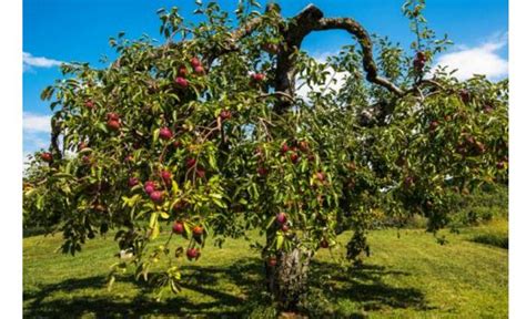 苹果树最适合在什么地方种