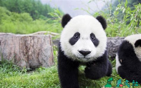 有趣的大熊猫-描写动物的作文450字【集锦5则】