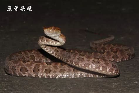 民间说法称清明蔗毒过蛇真正原因