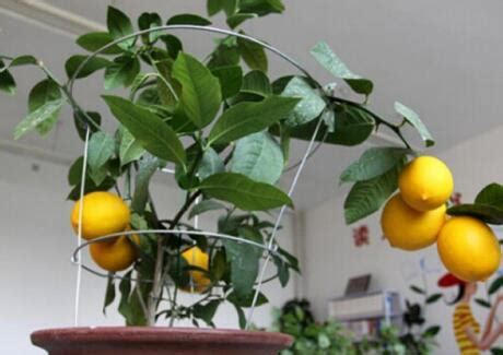 为什么盆栽柠檬树结果后果实会掉？