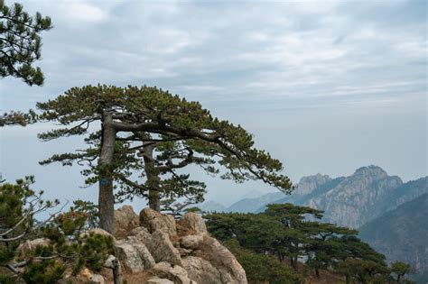 几松旅馆怎么样?