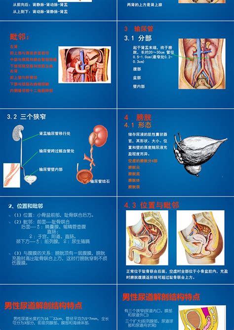 女性导尿插管手术过程护理