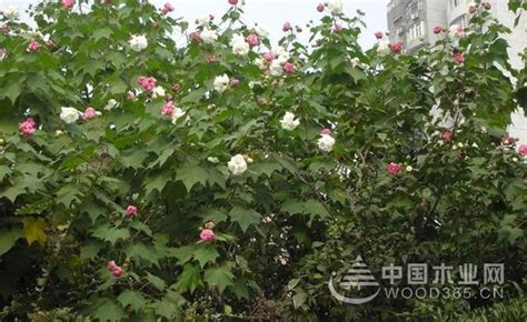 芙蓉树好养活吗 怎么养?