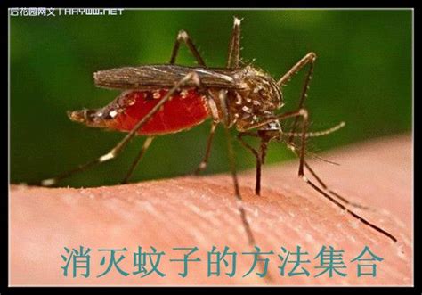 蚊子叮的包越大说明它的毒性越强这种说法蚂蚁庄园