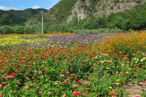 分别代表四个季节的花是什么花?