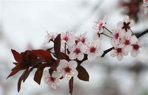 紫叶李几年能开花结果