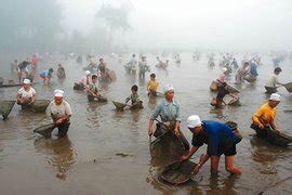 捉鱼记-写事作文350字[推荐7篇]