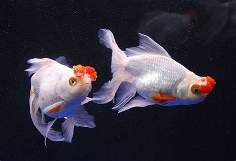 金鱼的祖先是什么鱼