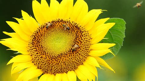 太阳花的花语是什么?