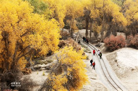 新疆胡杨最美的季节即将到来，坐上景区的小火车，仿佛穿越了时空