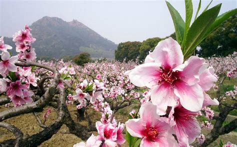 水蜜桃在什么季节成熟?