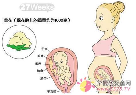 怀孕38周胎儿发育情况