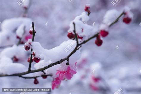 松雪梅怎样养殖