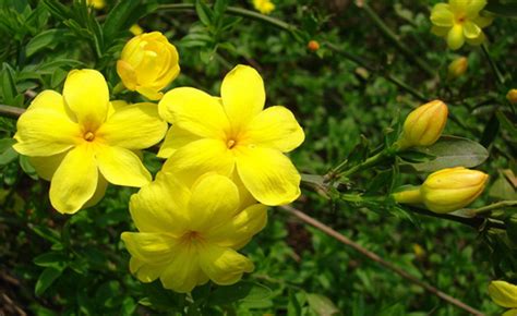 陕西哪里坟墓上有迎春花