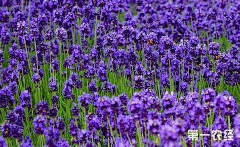 人能吃紫花苜蓿吗?
