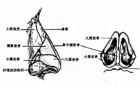 16周鼻骨的标准