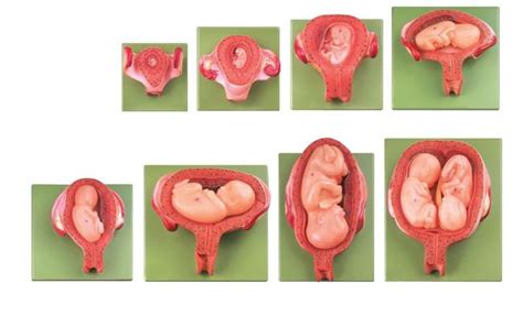 孕5周胎儿发育全过程
