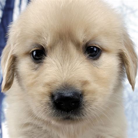 金毛幼犬圖片