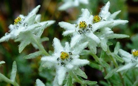 雪绒花是不是火绒草