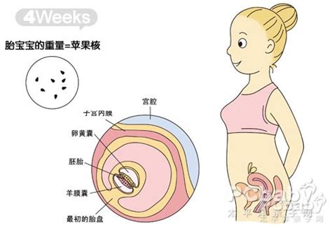 孕儿发育全过程