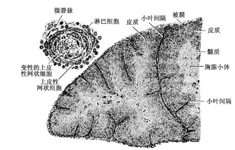 体表触及的髋骨结构