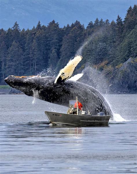 阿拉斯加座头鲸从船旁突然蹿出 一跃而起惊艳了海面