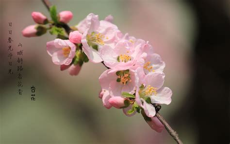 杏花长什么样子.