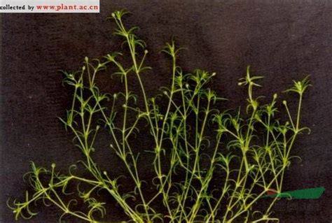 漆姑草属于阴性植物吗