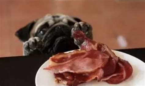 狗吃生肉究竟好不好?