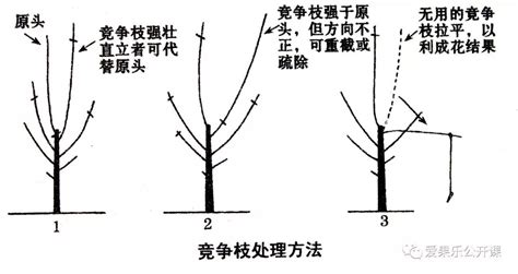 苹果树怎么剪枝视频