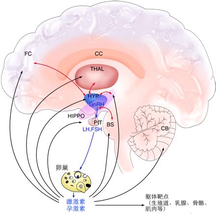 促进神经系统发育