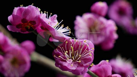 梅花的生长习性