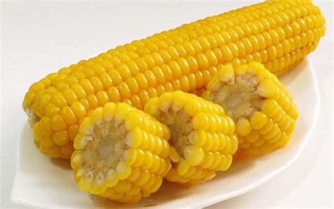 玉米是被子植物还是裸子植物